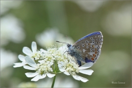 <p>MODRÁSEK JETELOVÝ (Polyommatus bellargus) jižní Morava - Poudřanská step --- /Adonis blue - Himmelblauer Bläuling/</p>
